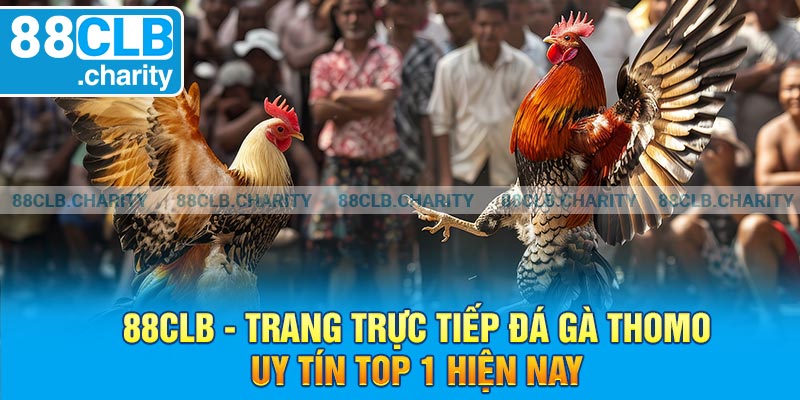 88clb - Trang Trực Tiếp Đá Gà Thomo Uy Tín Top 1 Hiện Nay